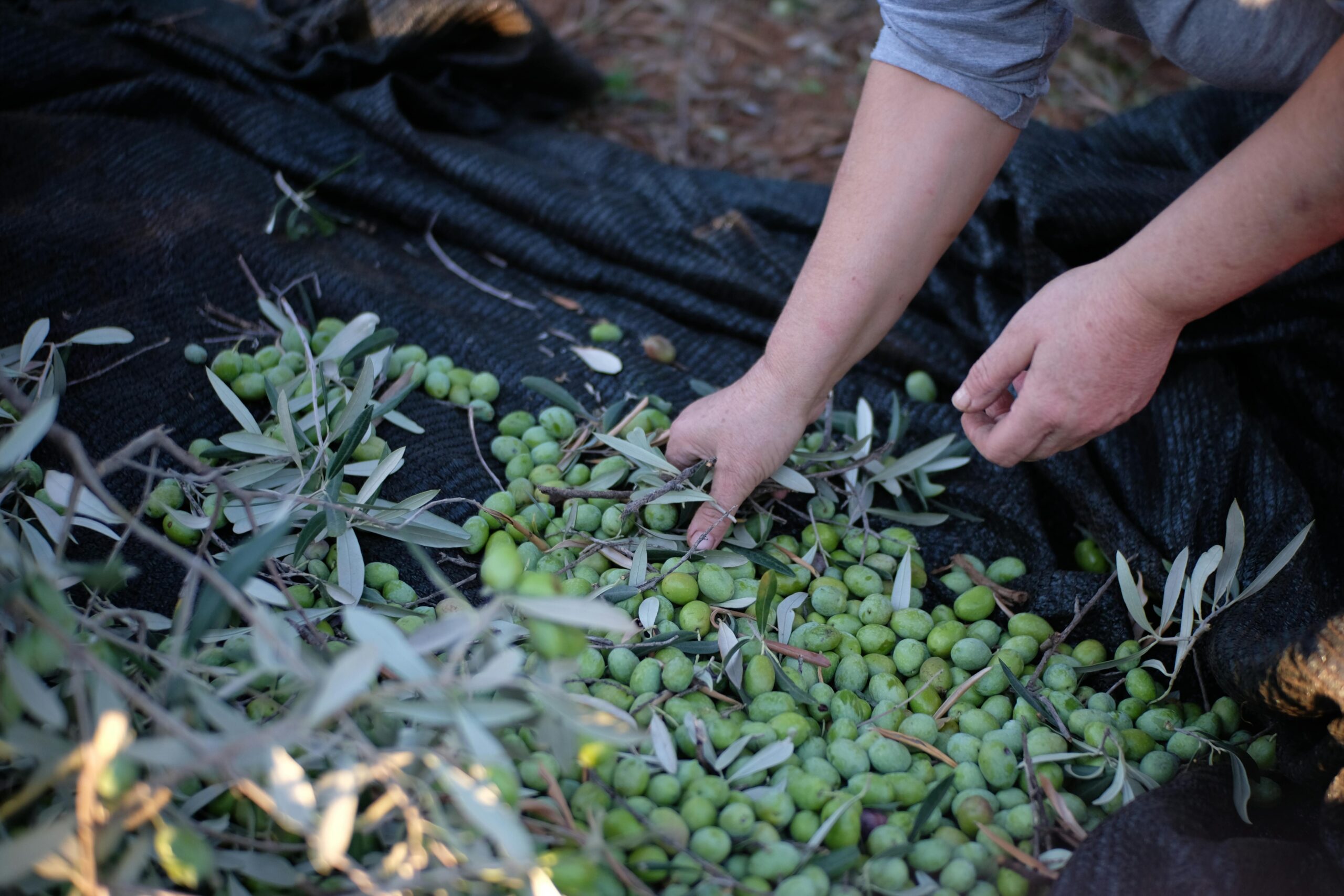Olive Tesori del Sud